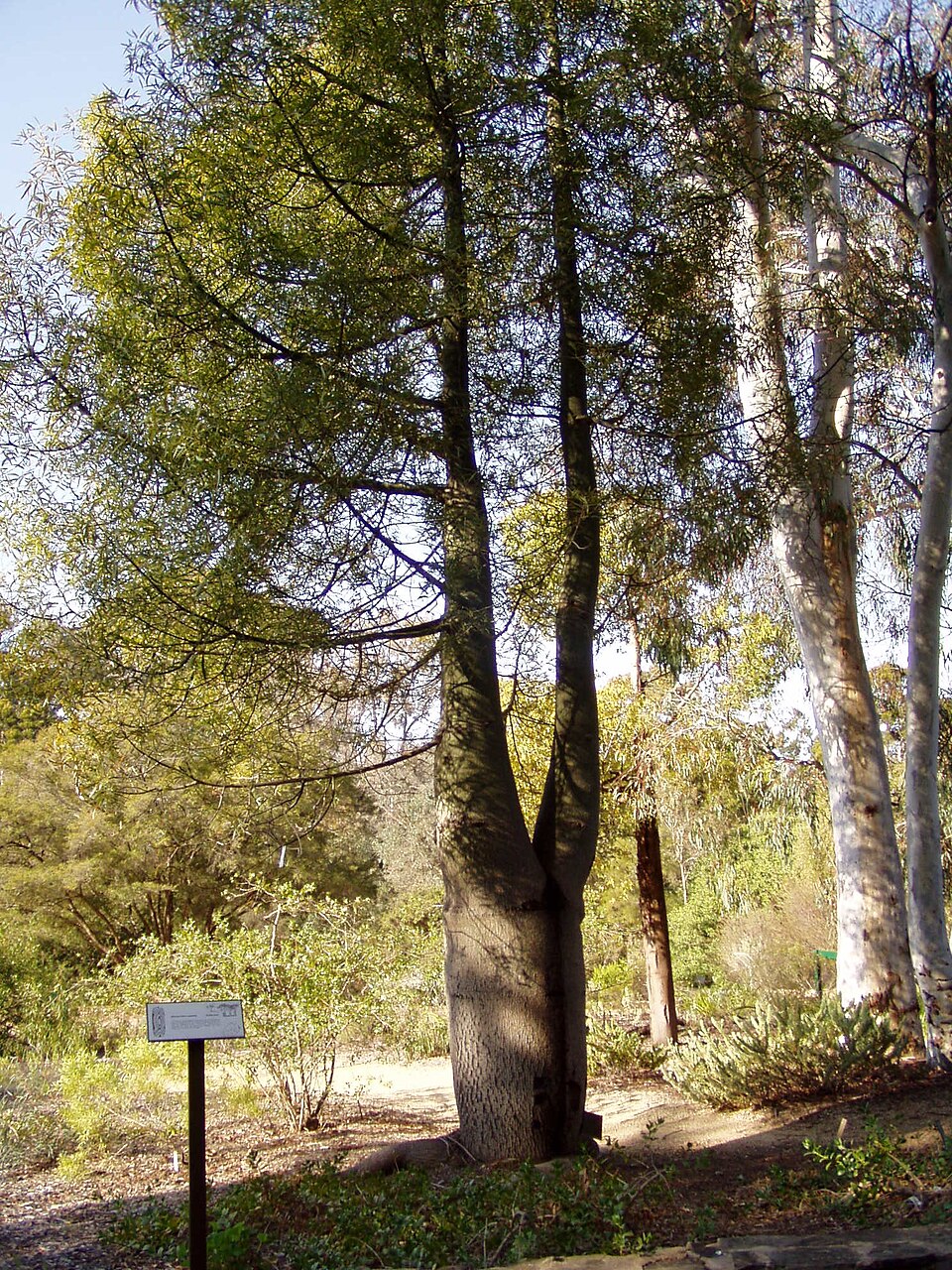 Brachychiton rupestris (Queensland Bottle Tree) (alternate view 6)