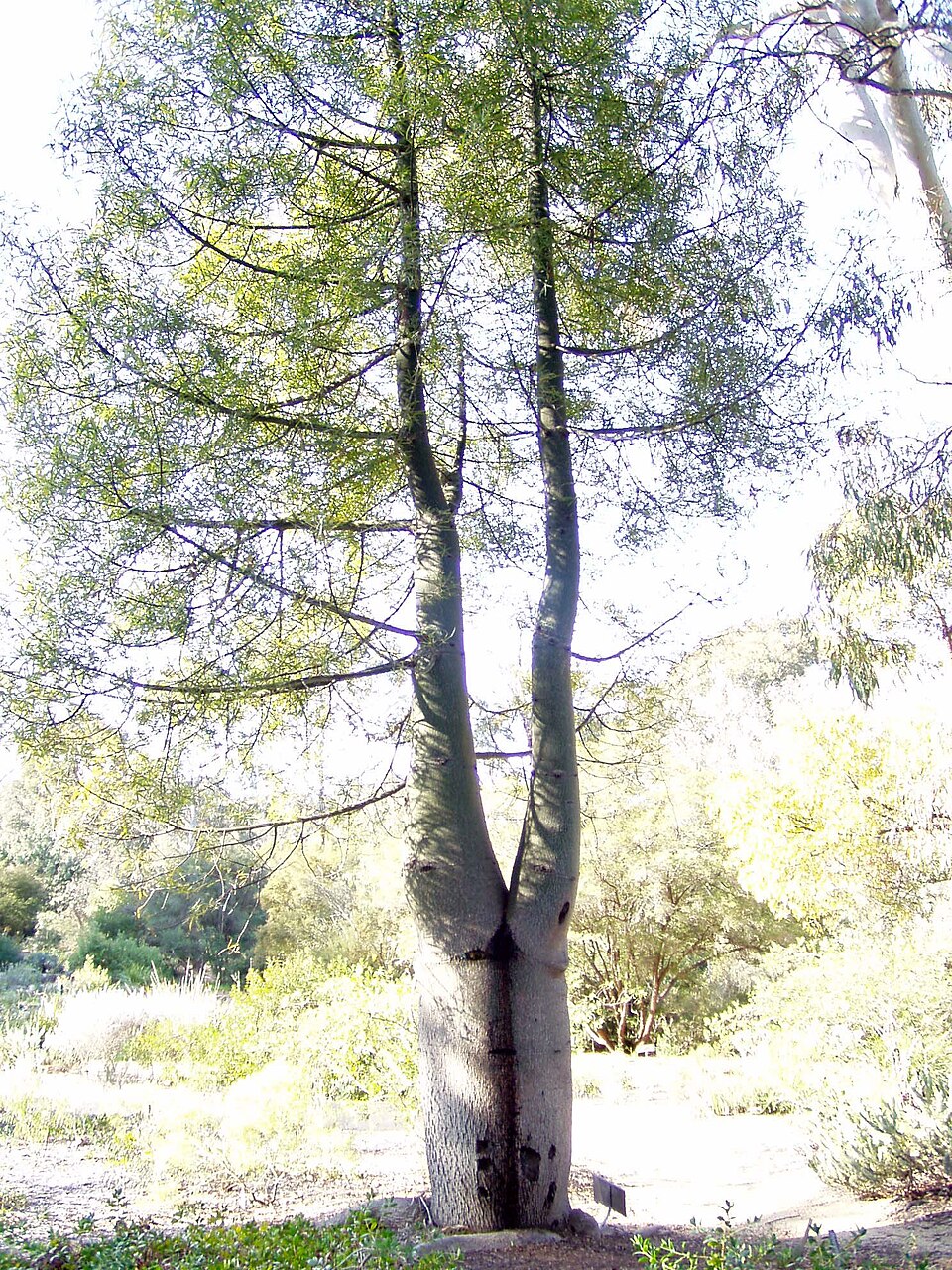 Brachychiton rupestris (Queensland Bottle Tree) (alternate view 7)