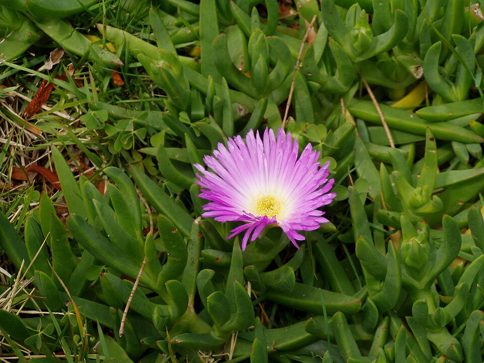 Carpobrotus glaucescens (Angular Sea-fig) (alternate view 5)