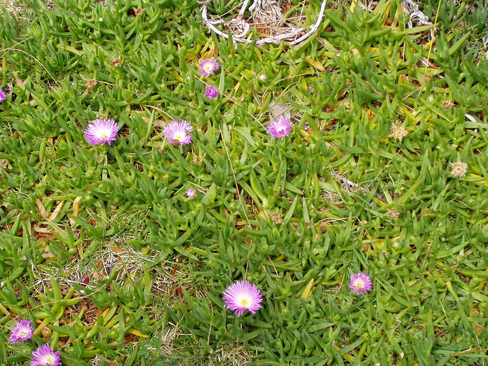 Carpobrotus glaucescens (Angular Sea-fig) (alternate view 6)