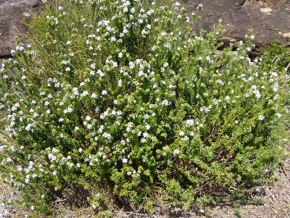 Westringia fruticosa (Coastal Rosemary) (alternate view 6)