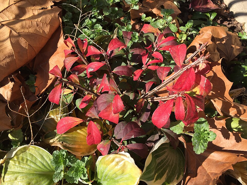 Euonymus alatus 'Compactus' (dwarf winged euonymus)