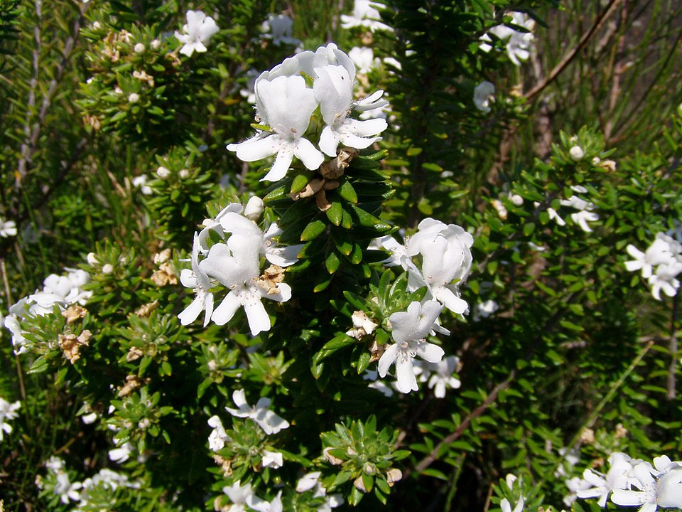 Westringia fruticosa (Coastal Rosemary) (alternate view 7)