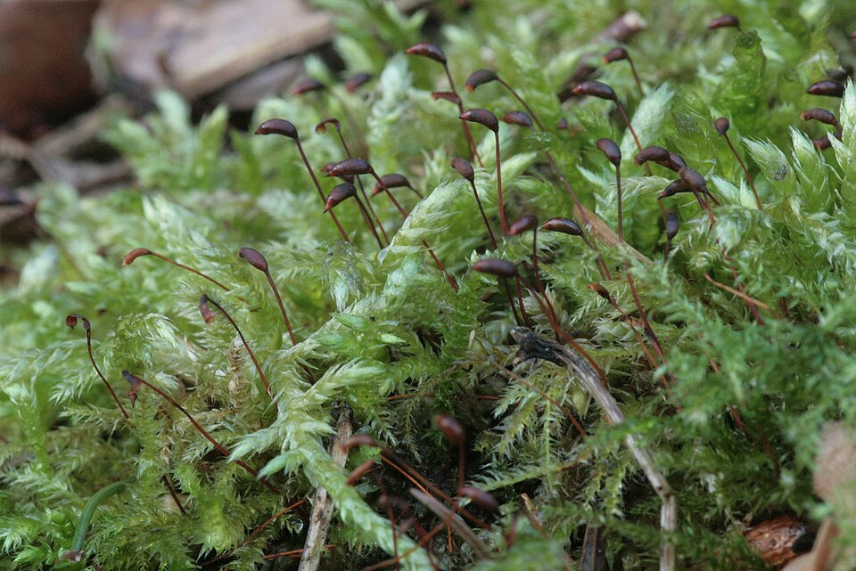 Brachythecium rutabulum (Rough-stalked Feather-moss)