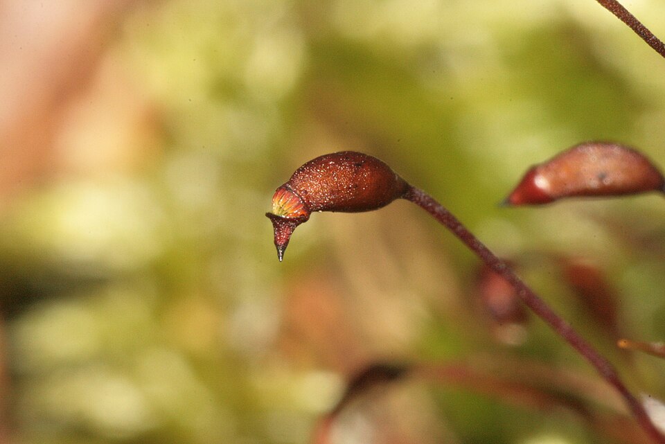 Brachythecium rutabulum (Rough-stalked Feather-moss)