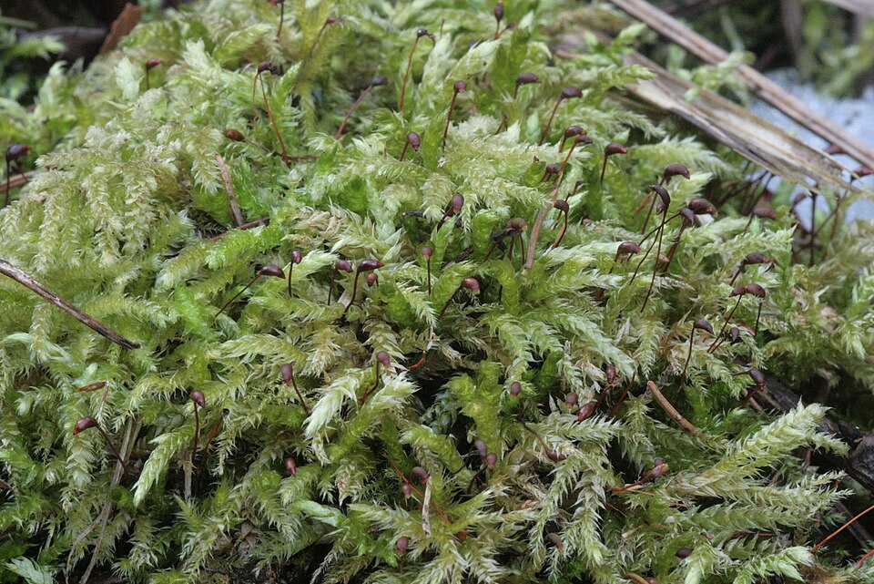 Brachythecium rutabulum (Rough-stalked Feather-moss)