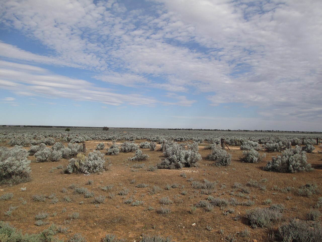 Atriplex nummularia, Old man saltbush — spreading evergreen (Amaranthaceae) (image 5 of 9)