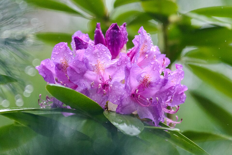 Rhododendron periclymenoides (Pinxter Flower) (alternate view 9)