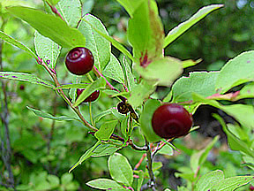 Vaccinium (blueberries, cranberries, and allies) (alternate view 12)