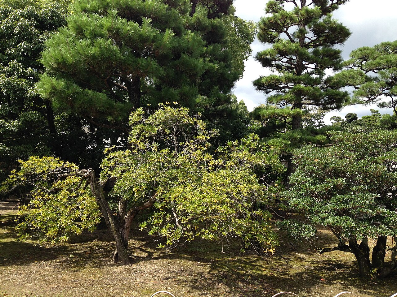 Buxus microphylla, Japanese box — mounding evergreen (Buxaceae) (image 6 of 7)