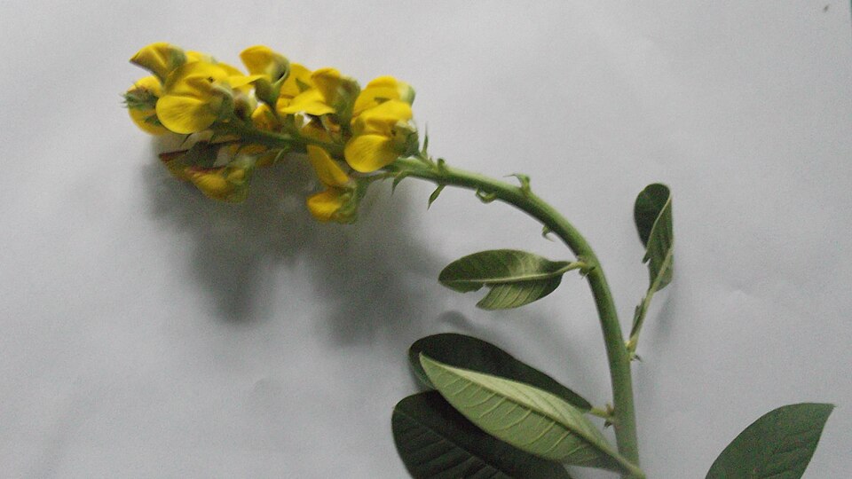 Crotalaria spectabilis (Showy Rattlebox) (alternate view 12)