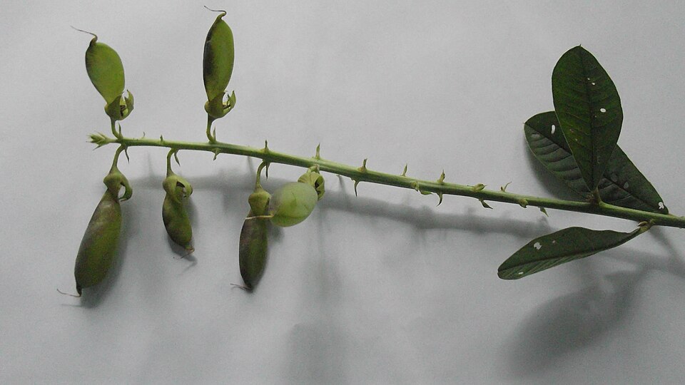 Crotalaria spectabilis (Showy Rattlebox) (alternate view 13)