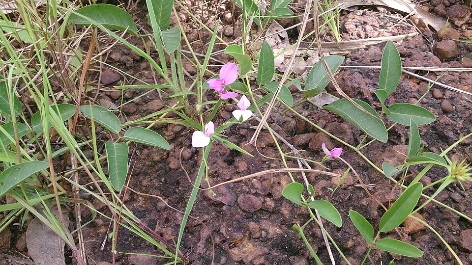 Galactia (Milkpeas) (alternate view 2)