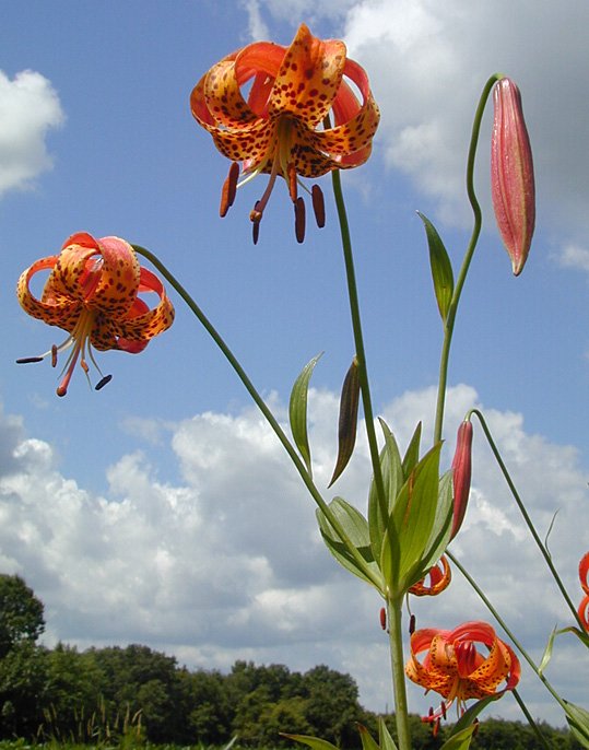 Lilium michiganense (Michigan lily) (alternate view 6)