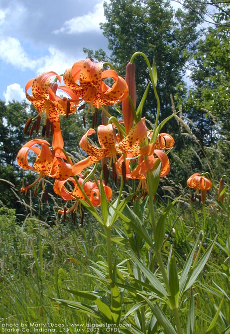 Lilium michiganense (Michigan lily) (alternate view 7)