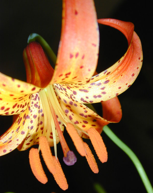 Lilium michiganense (Michigan lily) (alternate view 8)