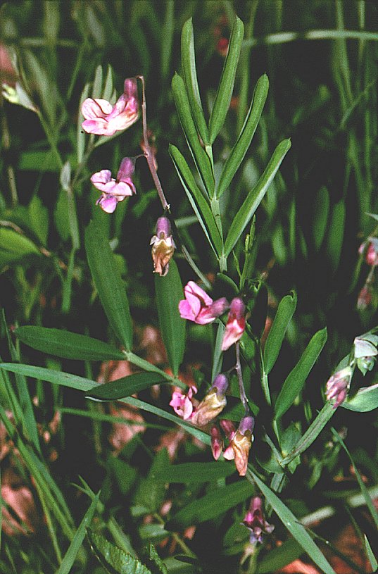 Lathyrus linifolius (Bitter Vetch)