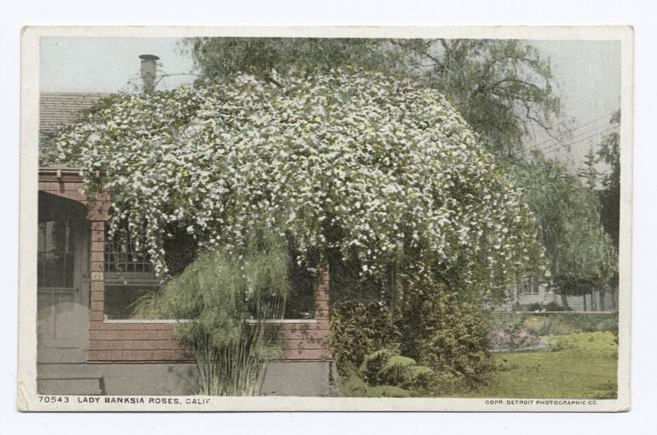 Rosa banksiae (Lady Banks Rose) (alternate view 10)