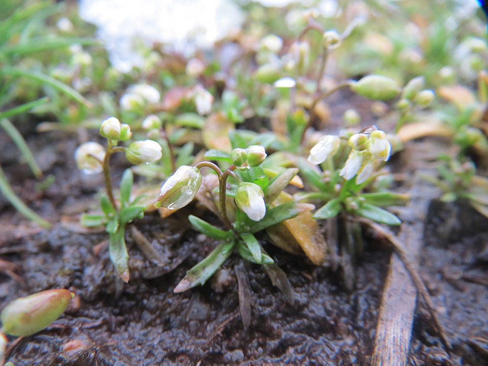 Draba verna (Common Whitlowgrass)