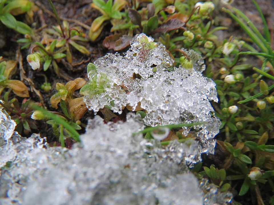 Draba verna (Common Whitlowgrass)