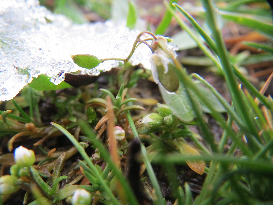 Draba verna (Common Whitlowgrass)