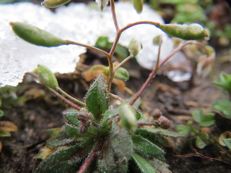 Draba verna (Common Whitlowgrass)