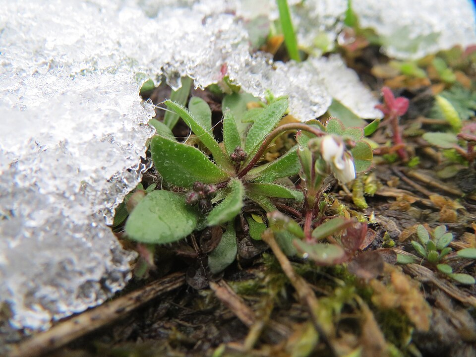 Draba verna (Common Whitlowgrass)