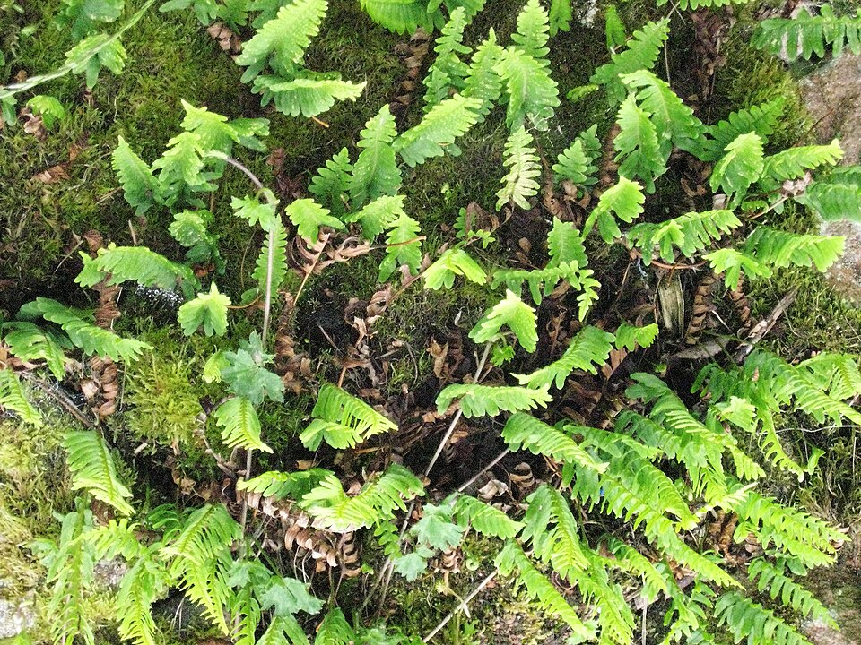 Polypodium vulgare (common polypody)