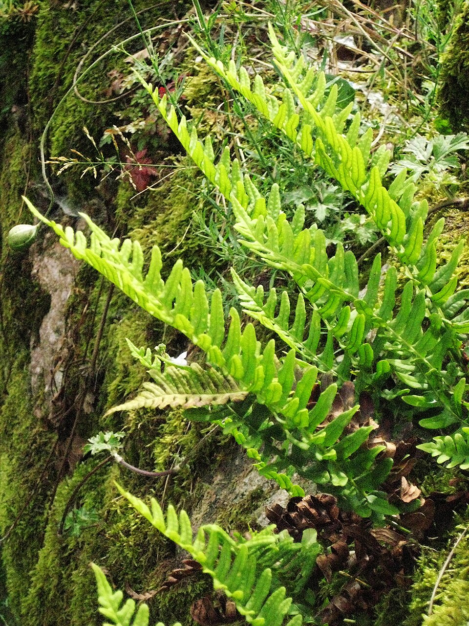 Polypodium (polypody ferns) (alternate view 2)