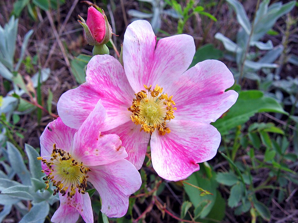 Rosa arkansana (prairie rose) (alternate view 10)