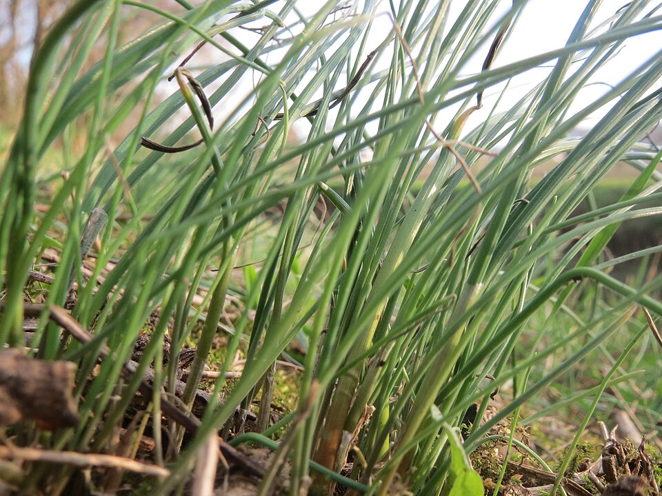 Allium schoenoprasum (Chives) (alternate view 10)