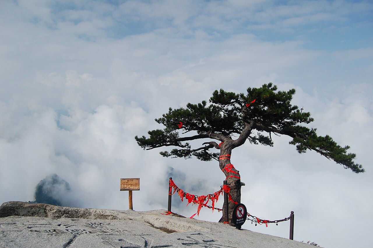 Pinus tabuliformis, Chinese red pine — upright evergreen (Pinaceae) (image 1 of 10)