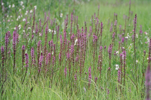 Pedicularis groenlandica (Elephant's-Head lousewort) (alternate view 9)