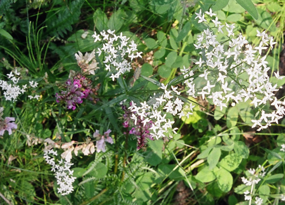 Galium boreale (Northern Bedstraw)