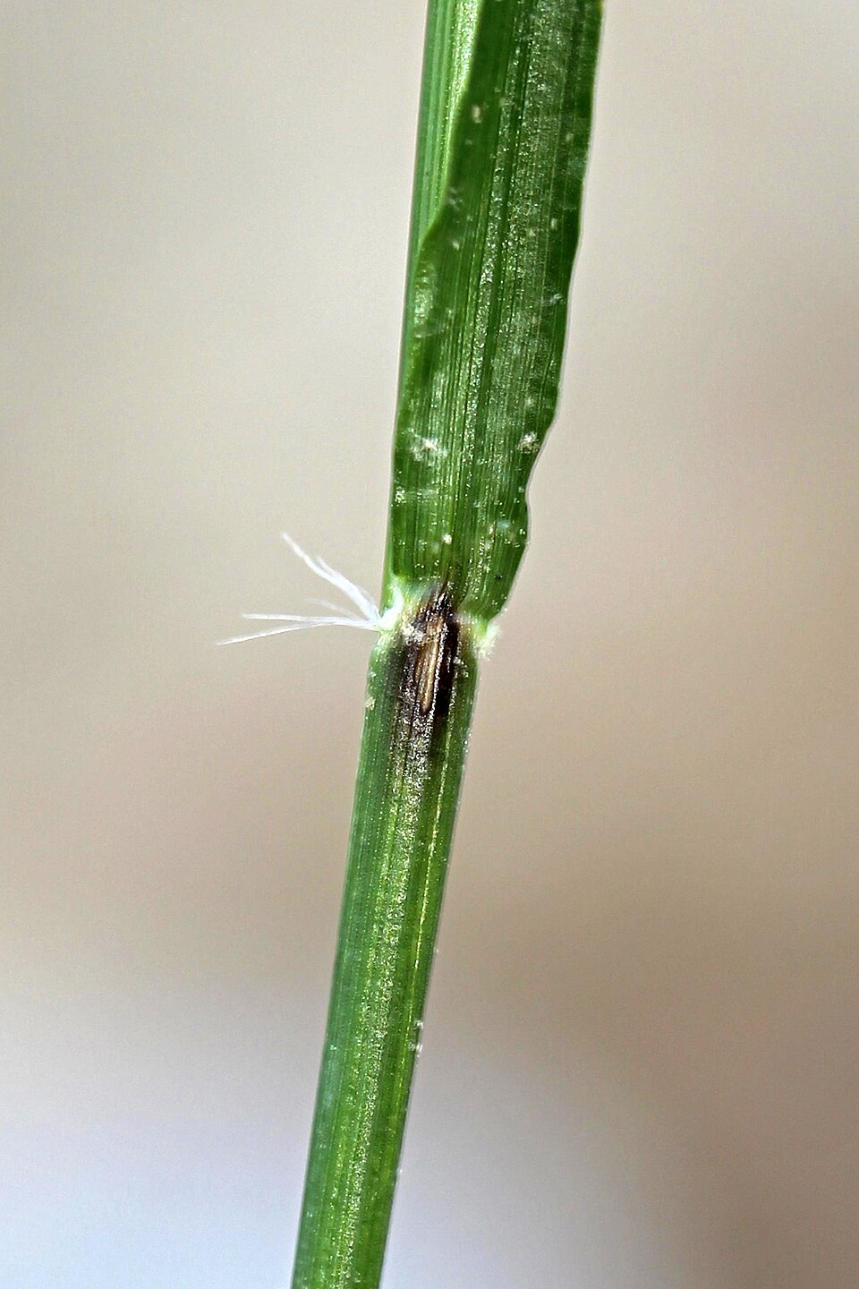 Danthonia spicata (Poverty Oat Grass) (alternate view 7)