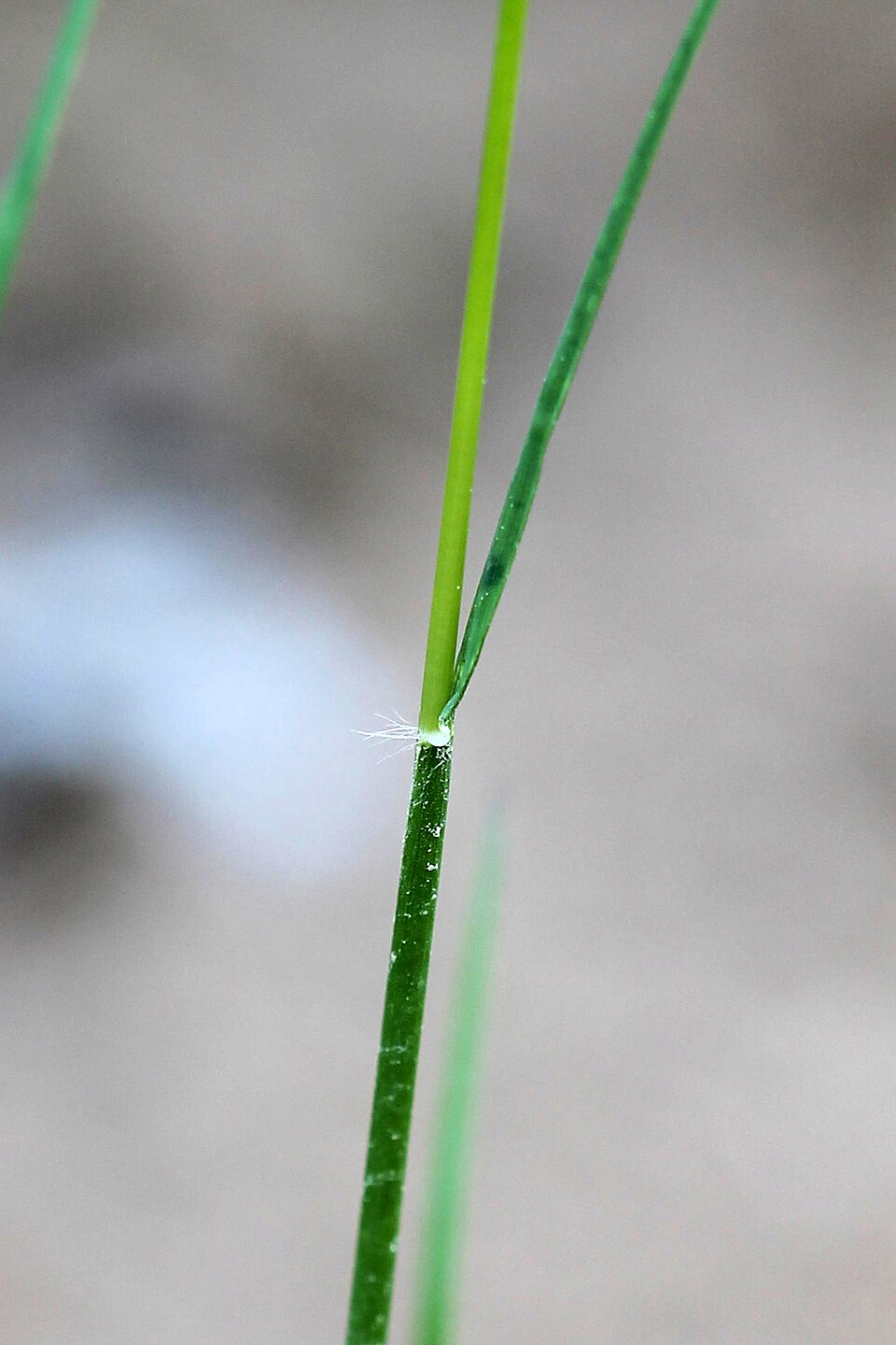 Danthonia spicata (Poverty Oat Grass) (alternate view 8)