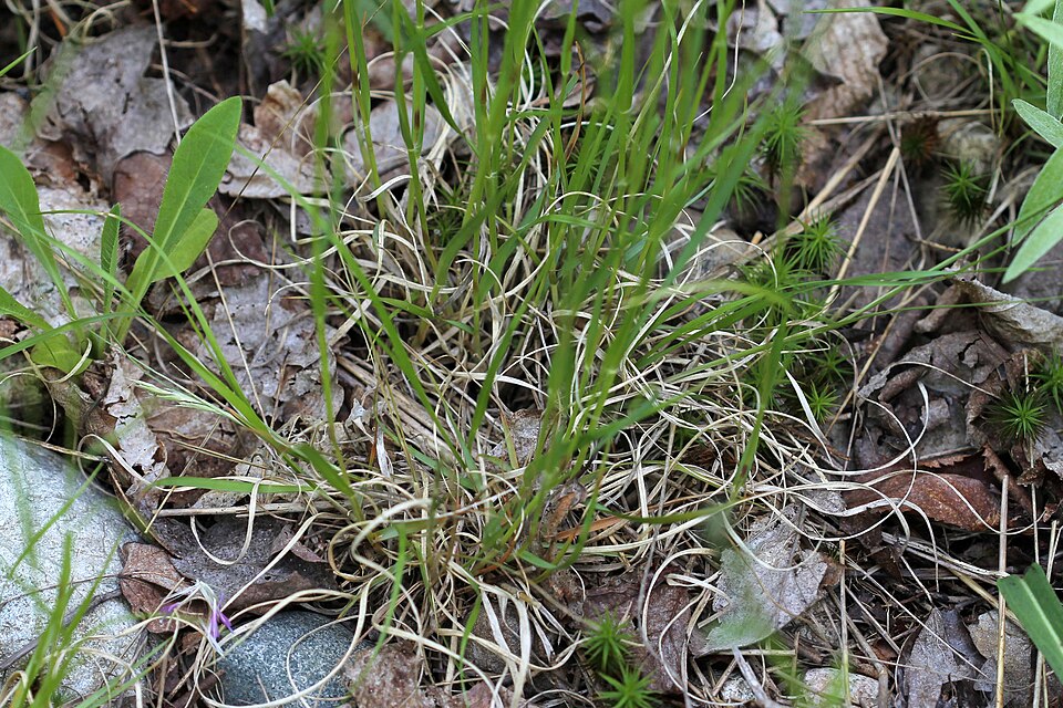 Danthonia spicata (Poverty Oat Grass) (alternate view 9)