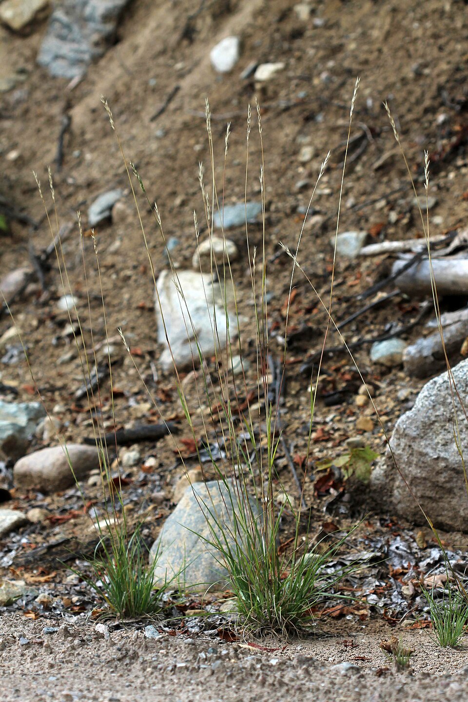 Danthonia spicata (Poverty Oat Grass) (alternate view 10)