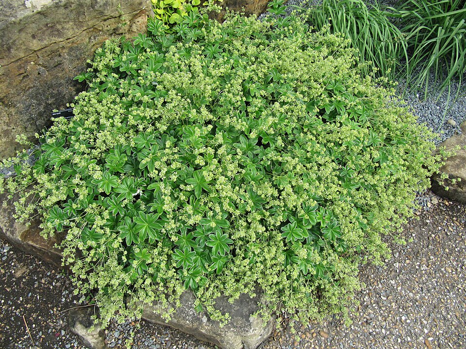 Alchemilla conjuncta (Silver Lady's Mantle) (alternate view 7)