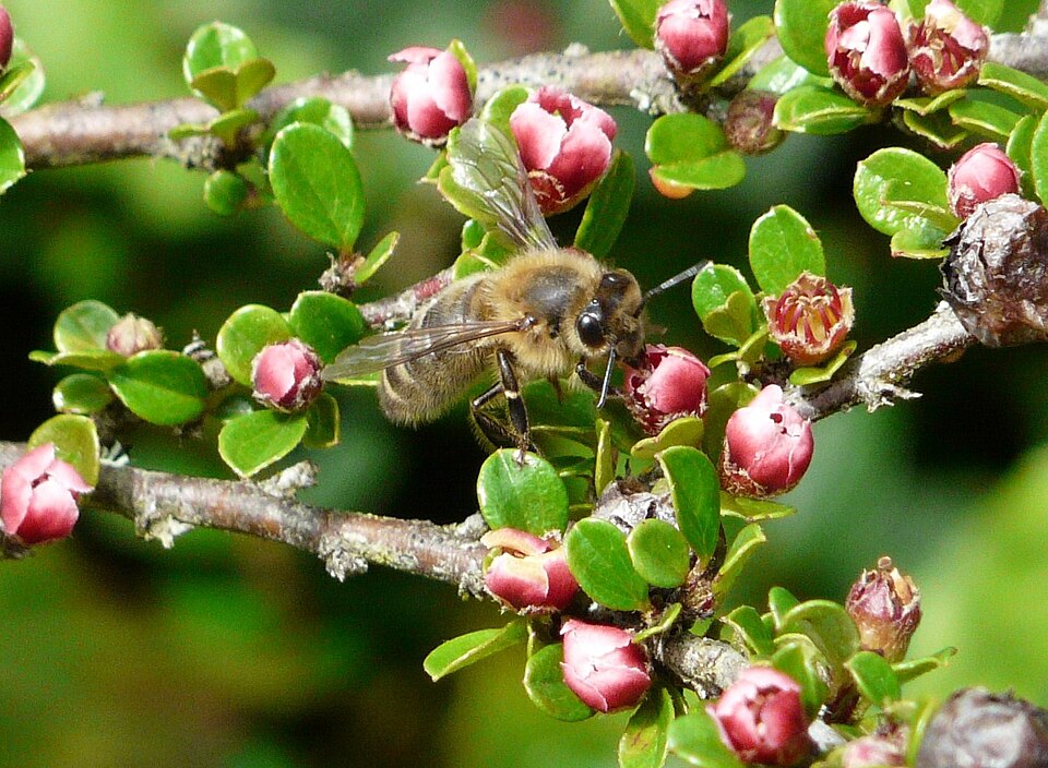 Cotoneaster horizontalis (rock cotoneaster) (alternate view 7)