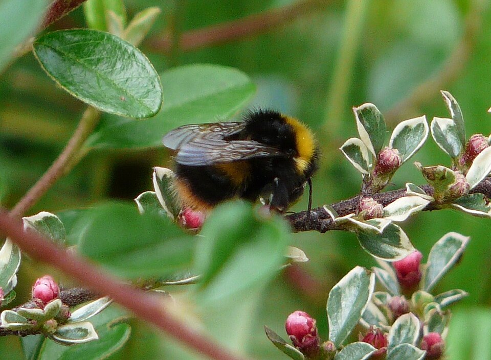 Cotoneaster horizontalis (rock cotoneaster) (alternate view 8)