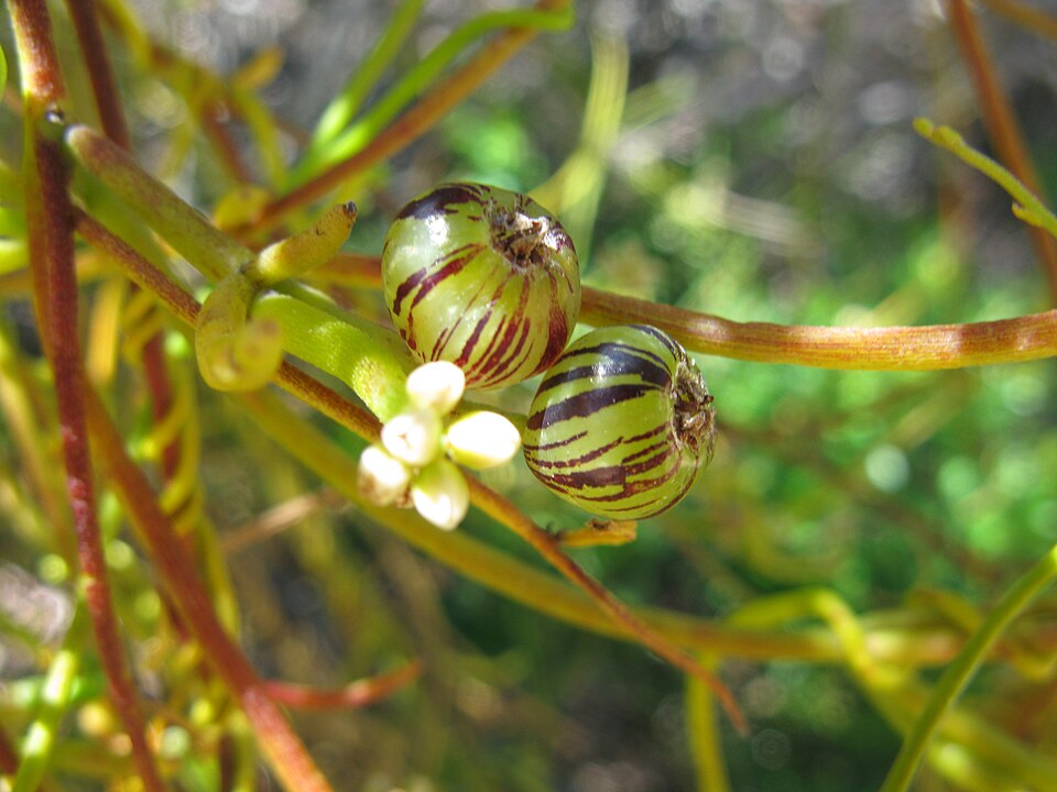 Cassytha melantha (Coarse Dodder-laurel)