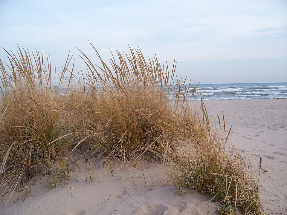 Calamagrostis breviligulata (American marram grass) (alternate view 7)