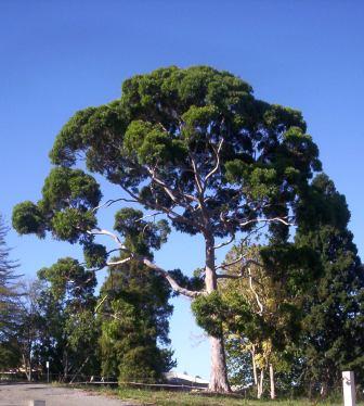 Corymbia citriodora (Lemon-scented gum) (alternate view 7)