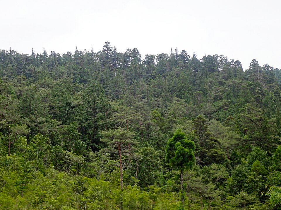 Pinus parviflora (Japanese White Pine) (alternate view 8)