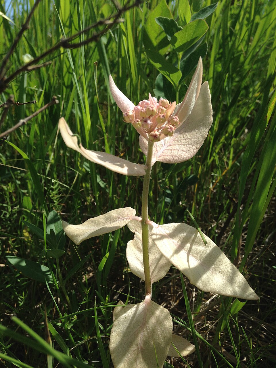 Asclepias syriaca (common milkweed)