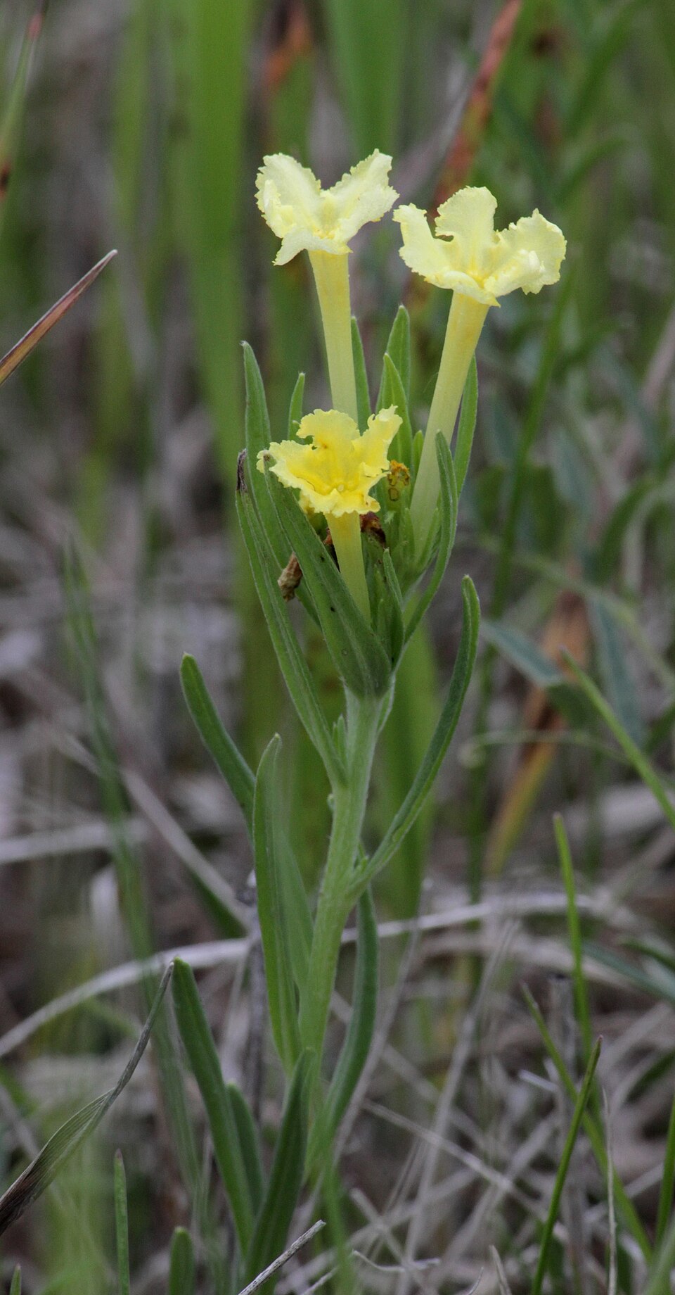 Lithospermum incisum (narrowleaf puccoon) (alternate view 9)