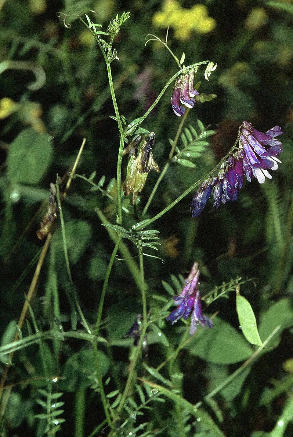 Vicia villosa (woolly vetch) (alternate view 7)