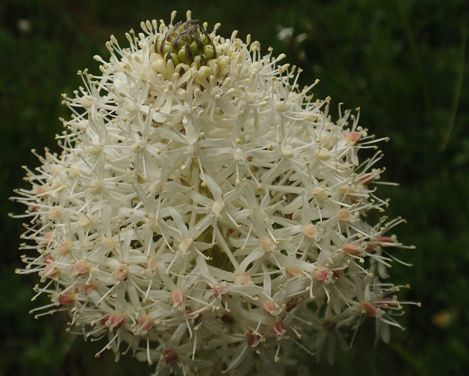 Xerophyllum tenax (Beargrass) (alternate view 8)