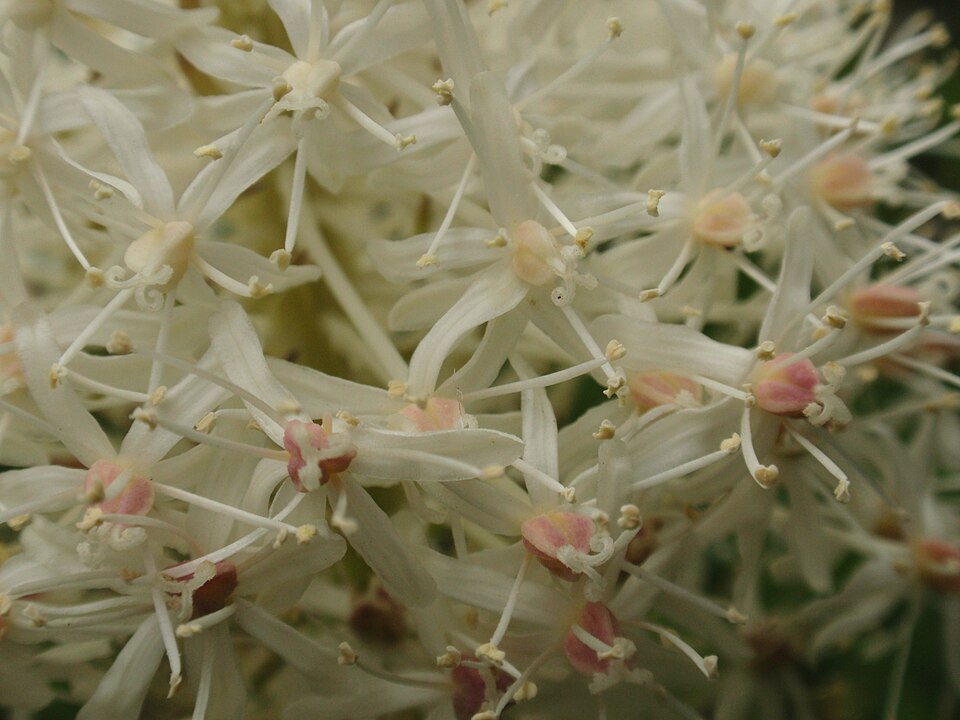 Xerophyllum tenax (Beargrass) (alternate view 9)